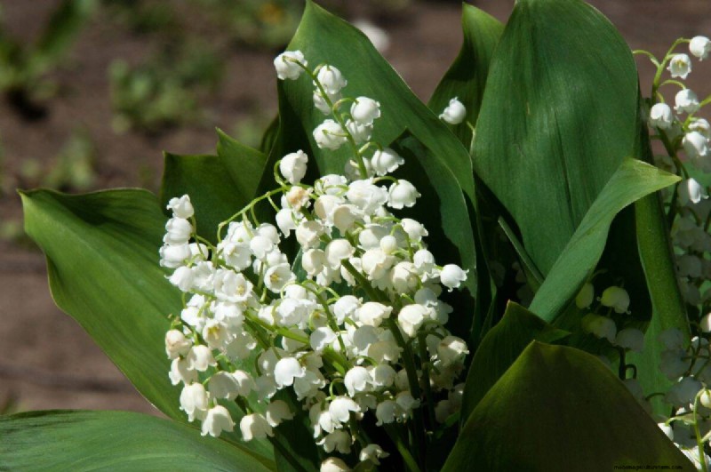Fast-Growing Groundcover Plants: 25 Varieties for Quick Coverage