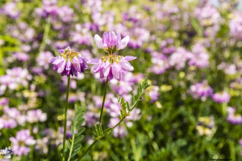 Fast-Growing Groundcover Plants: 25 Varieties for Quick Coverage