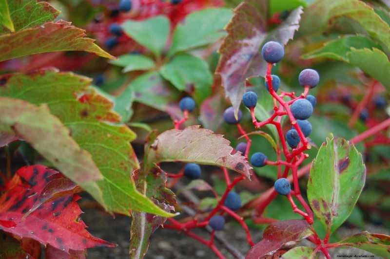 Fast-Growing Groundcover Plants: 25 Varieties for Quick Coverage