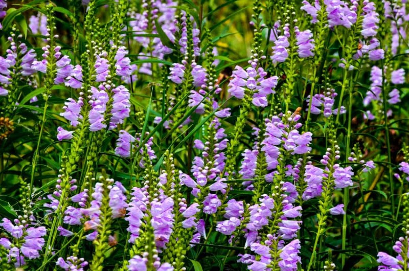 Fast-Growing Groundcover Plants: 25 Varieties for Quick Coverage