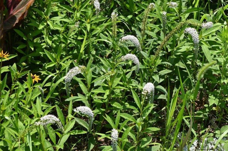 Fast-Growing Groundcover Plants: 25 Varieties for Quick Coverage