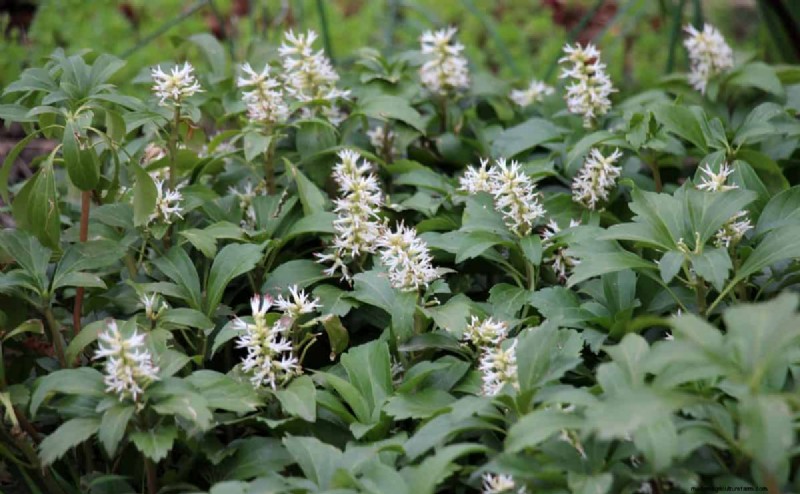 Fast-Growing Groundcover Plants: 25 Varieties for Quick Coverage
