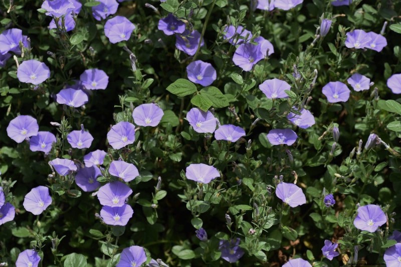 Fast-Growing Groundcover Plants: 25 Varieties for Quick Coverage