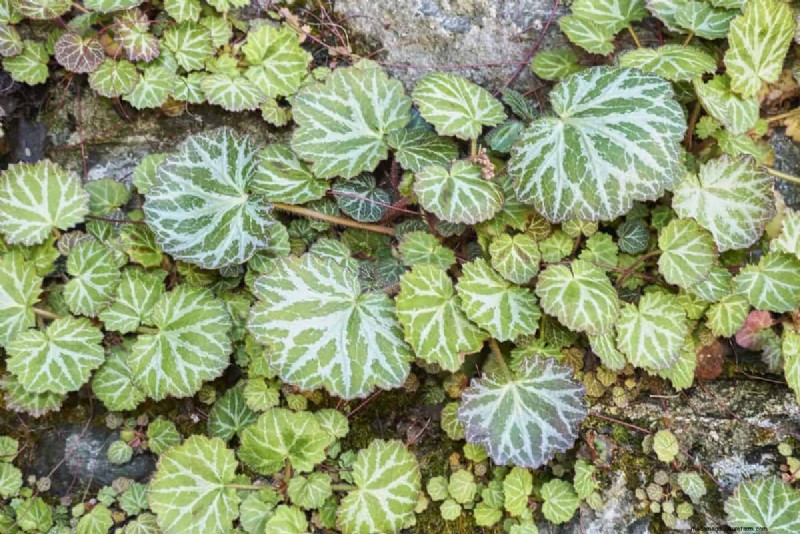 Fast-Growing Groundcover Plants: 25 Varieties for Quick Coverage