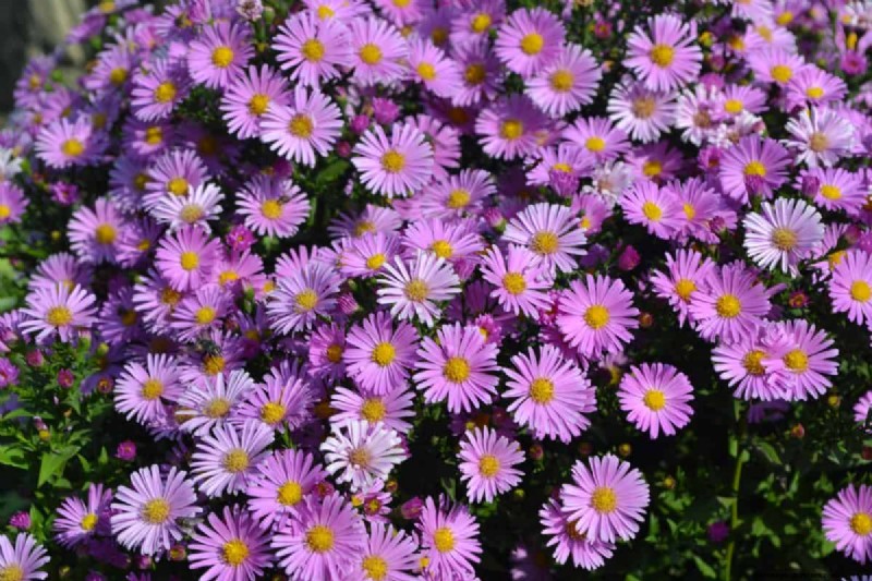 Fast-Growing Groundcover Plants: 25 Varieties for Quick Coverage
