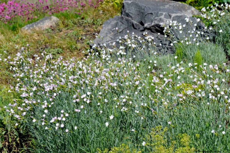 Fast-Growing Groundcover Plants: 25 Varieties for Quick Coverage