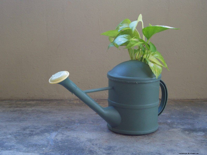 Pothos Overwatering: The Hidden Reason for Slow Growth
