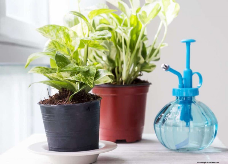 Pothos Overwatering: The Hidden Reason for Slow Growth