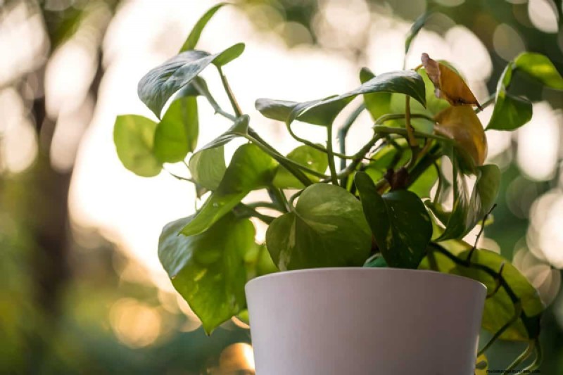 Pothos Overwatering: The Hidden Reason for Slow Growth