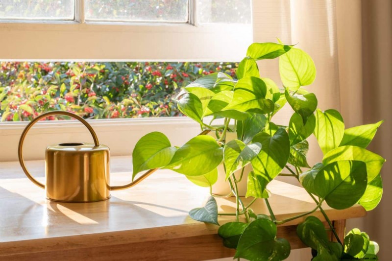 Pothos Overwatering: The Hidden Reason for Slow Growth