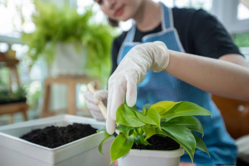 Pothos Overwatering: The Hidden Reason for Slow Growth