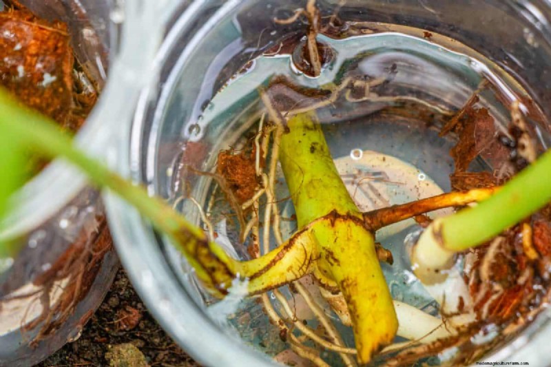 Pothos Overwatering: The Hidden Reason for Slow Growth