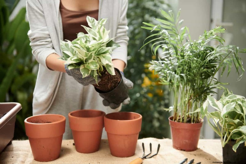 Pothos Overwatering: The Hidden Reason for Slow Growth