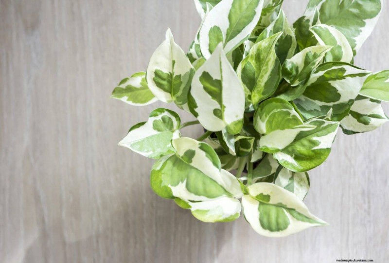Pothos Overwatering: The Hidden Reason for Slow Growth