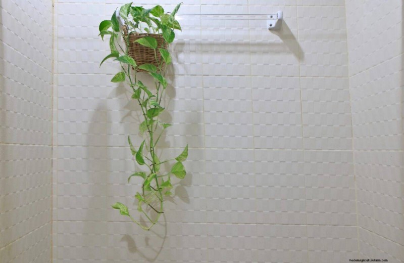 Pothos Overwatering: The Hidden Reason for Slow Growth