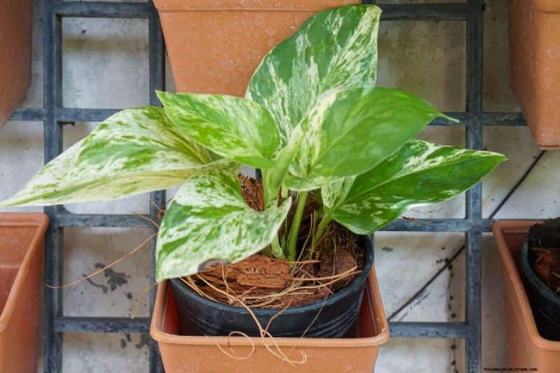 Pothos Overwatering: The Hidden Reason for Slow Growth