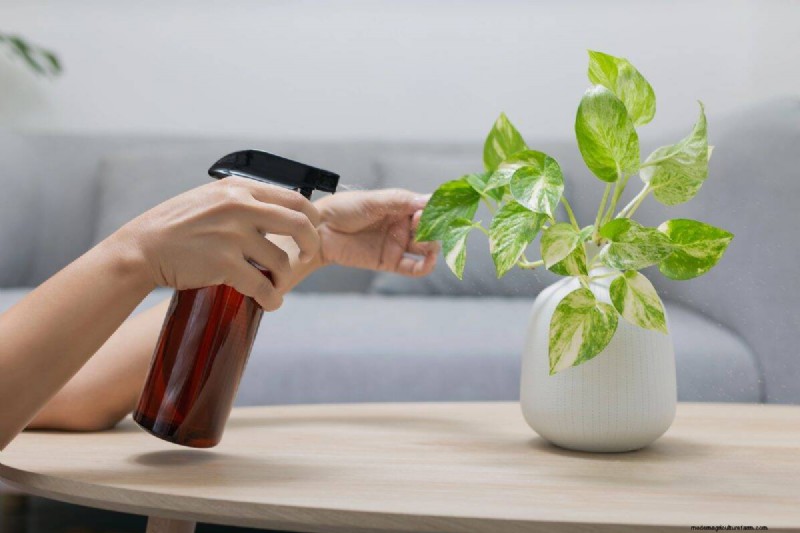 Pothos Overwatering: The Hidden Reason for Slow Growth