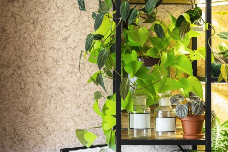 Pothos Overwatering: The Hidden Reason for Slow Growth
