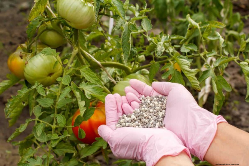 Fertilizer Timing Mistakes: Avoid Ruining Your Spring Blooms