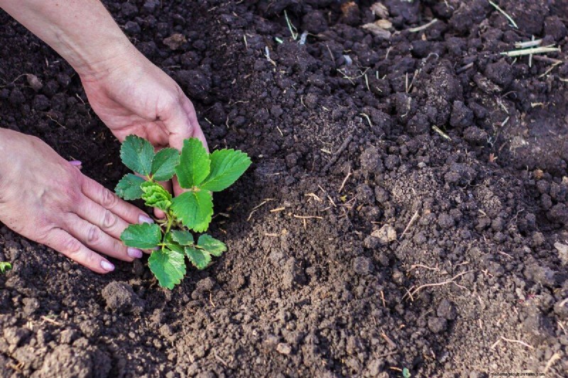 Fertilizer Timing Mistakes: Avoid Ruining Your Spring Blooms