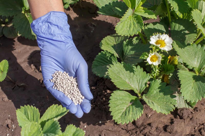 Fertilizer Timing Mistakes: Avoid Ruining Your Spring Blooms