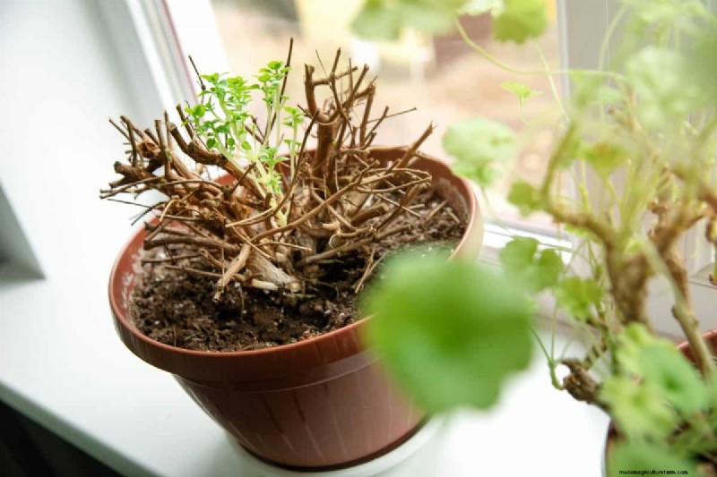 Fertilizer Timing Mistakes: Avoid Ruining Your Spring Blooms