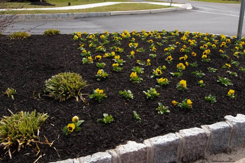 Fertilizer Timing Mistakes: Avoid Ruining Your Spring Blooms