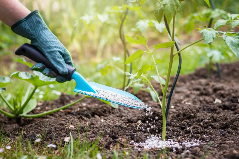 Fertilizer Timing Mistakes: Avoid Ruining Your Spring Blooms