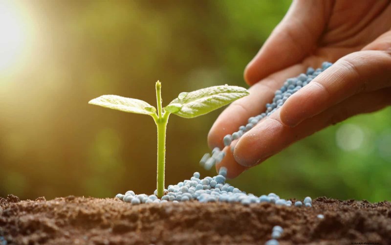 Fertilizer Timing Mistakes: Avoid Ruining Your Spring Blooms