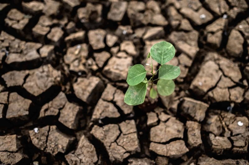 Fertilizer Timing Mistakes: Avoid Ruining Your Spring Blooms