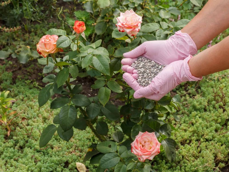 Fertilizer Timing Mistakes: Avoid Ruining Your Spring Blooms