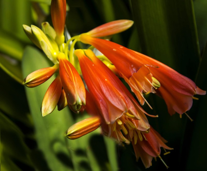 Fertilizer Timing Mistakes: Avoid Ruining Your Spring Blooms