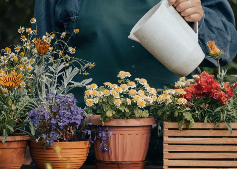 Fertilizer Timing Mistakes: Avoid Ruining Your Spring Blooms