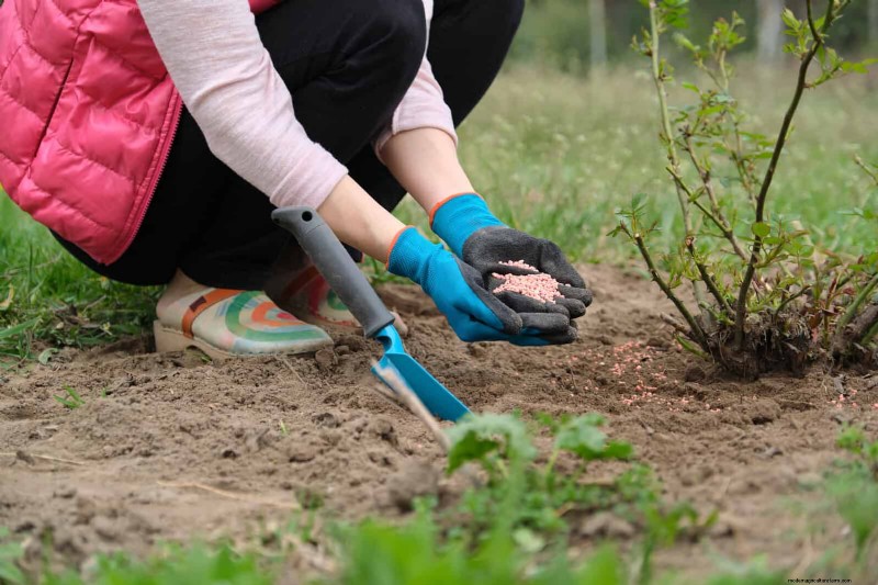 Fertilizer Timing Mistakes: Avoid Ruining Your Spring Blooms