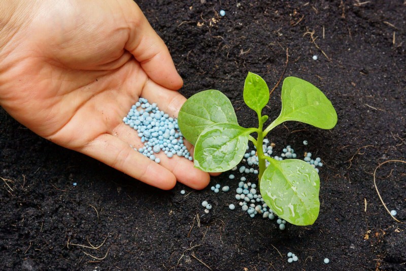Fertilizer Timing Mistakes: Avoid Ruining Your Spring Blooms