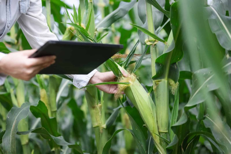 Fertilizer Timing Mistakes: Avoid Ruining Your Spring Blooms