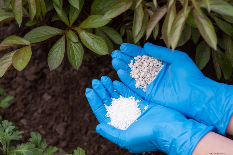 Fertilizer Timing Mistakes: Avoid Ruining Your Spring Blooms