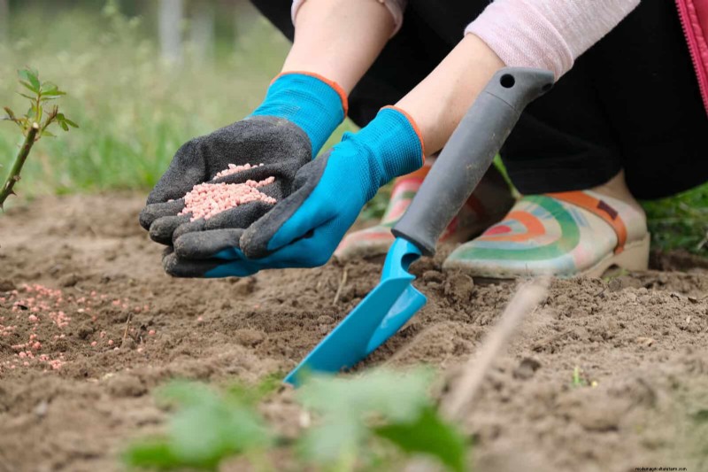 Fertilizer Timing Mistakes: Avoid Ruining Your Spring Blooms