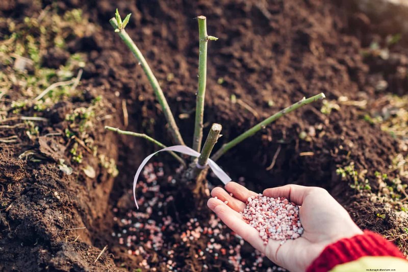 Fertilizer Timing Mistakes: Avoid Ruining Your Spring Blooms
