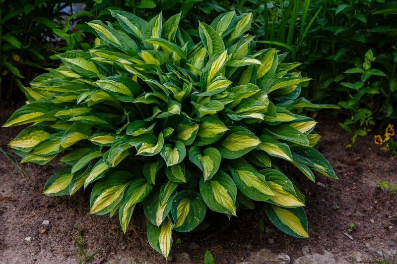 Shade-Loving Plants: Beautiful Greenery for Low-Light Gardens