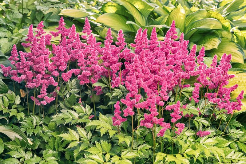 Shade-Loving Plants: Beautiful Greenery for Low-Light Gardens