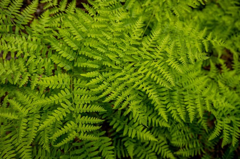 Shade-Loving Plants: Beautiful Greenery for Low-Light Gardens