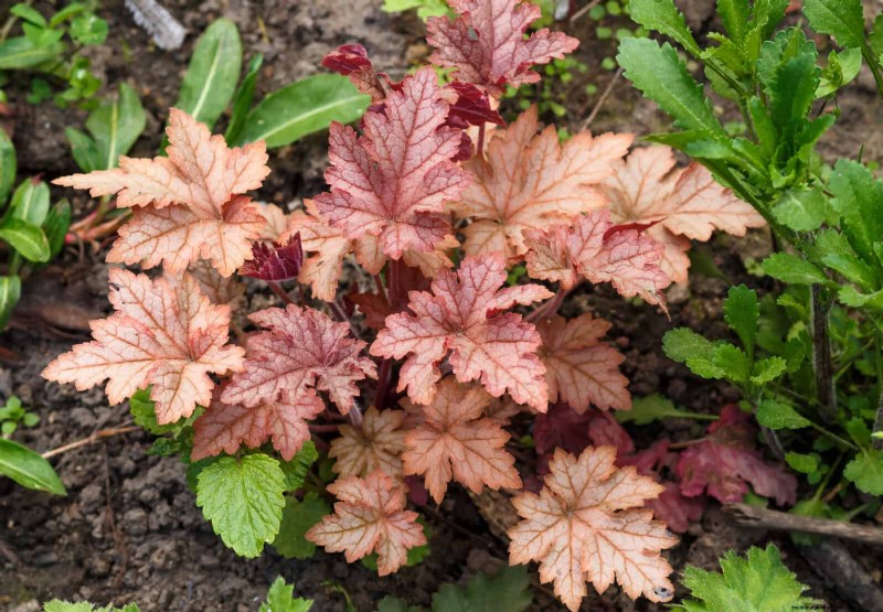 Shade-Loving Plants: Beautiful Greenery for Low-Light Gardens