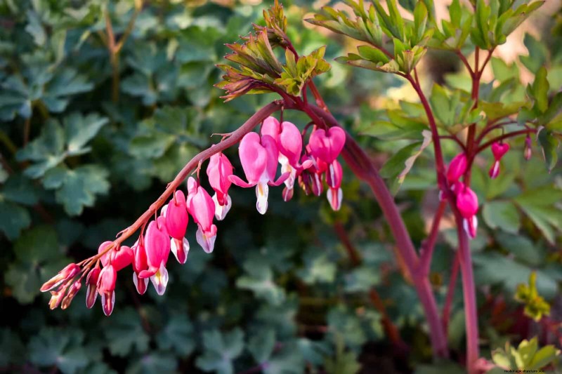Shade-Loving Plants: Beautiful Greenery for Low-Light Gardens