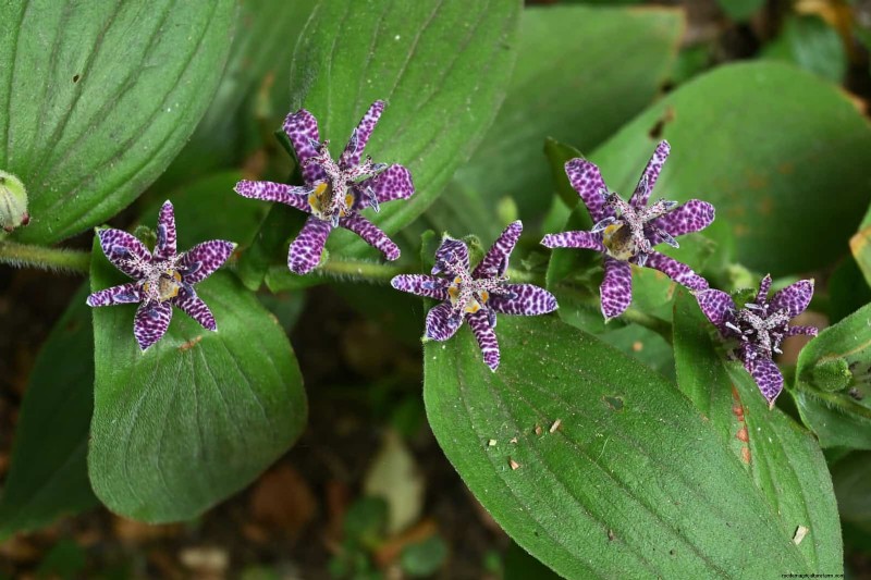 Shade-Loving Plants: Beautiful Greenery for Low-Light Gardens
