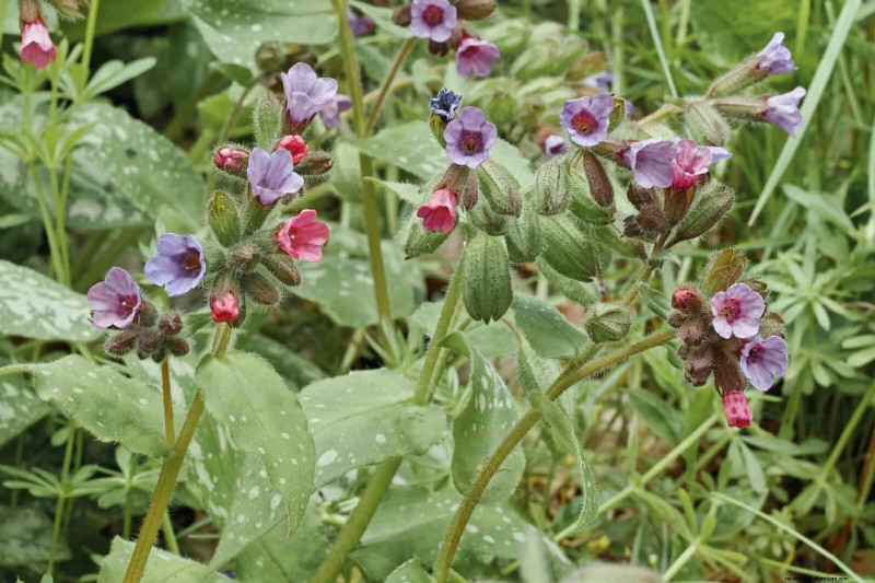 Shade-Loving Plants: Beautiful Greenery for Low-Light Gardens
