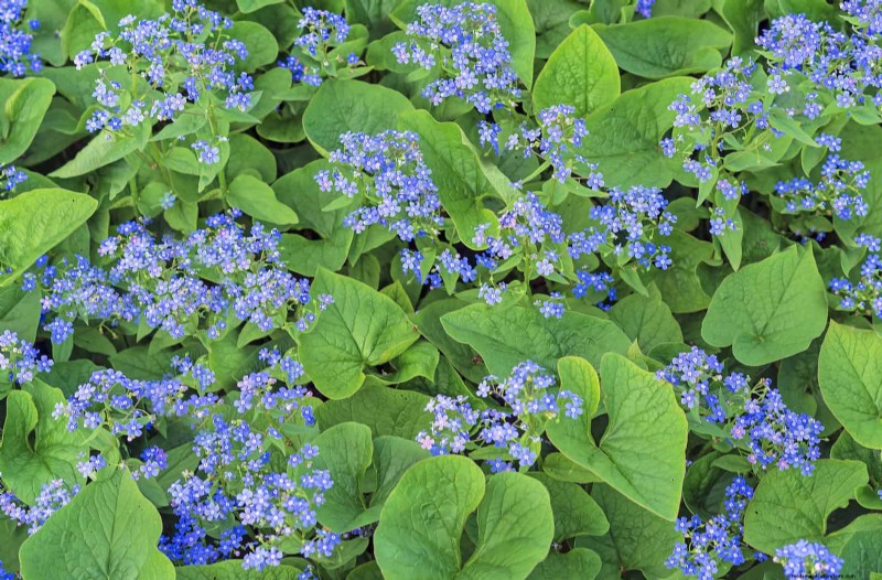 Shade-Loving Plants: Beautiful Greenery for Low-Light Gardens