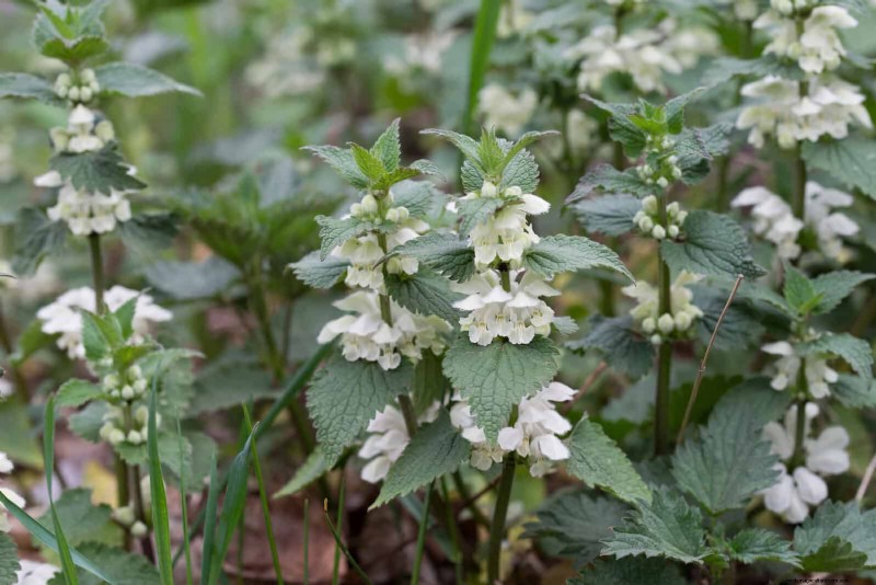 Shade-Loving Plants: Beautiful Greenery for Low-Light Gardens