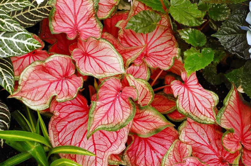 Shade-Loving Plants: Beautiful Greenery for Low-Light Gardens