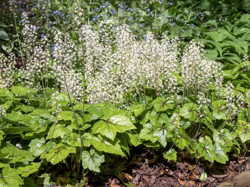 Shade-Loving Plants: Beautiful Greenery for Low-Light Gardens